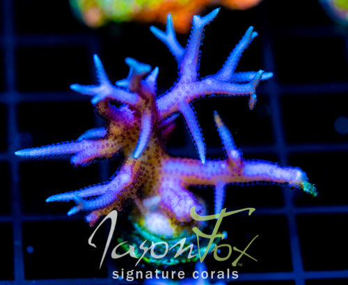 JF PINK FLAMINGO BN XL FRAG