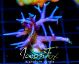 JF PINK FLAMINGO BN XL FRAG