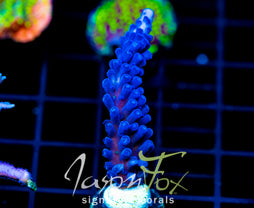 JF BLUE MONSTER TORT