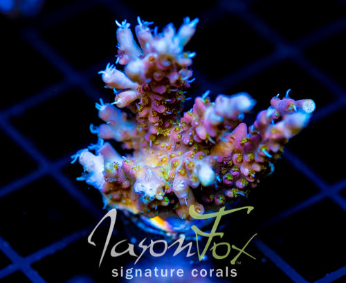 JF CIRCUS FREAK ACRO XXL FRAG