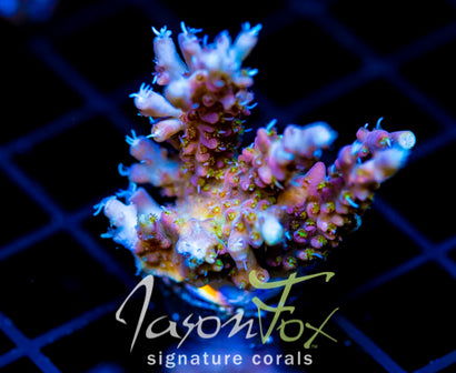 JF CIRCUS FREAK ACRO XXL FRAG
