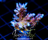 JF CIRCUS FREAK ACRO XXL FRAG