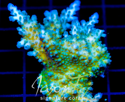 JF FRANKIES SKY HIGH STAG COLONY