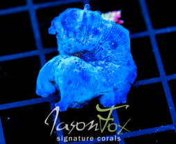 JF BLUE MUSHROOM