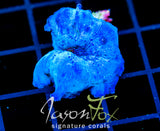 JF BLUE MUSHROOM