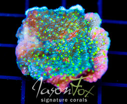 JF GRAFTED SUN MONTI XL FRAG