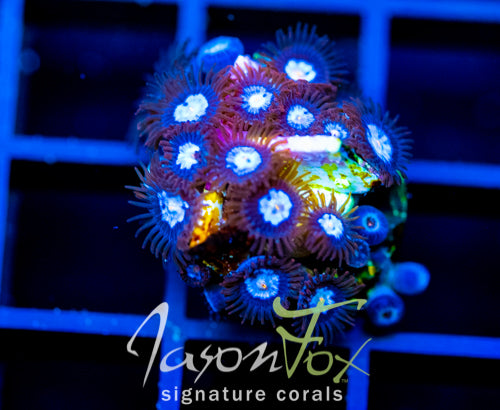 JF COSMIC ECLIPSE ZOAS