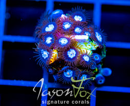 JF COSMIC ECLIPSE ZOAS