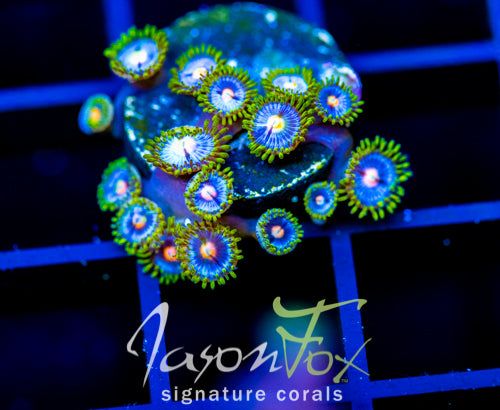 JF SKY BLUES ZOAS