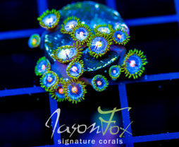 JF SKY BLUES ZOAS