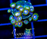 JF SKY BLUES ZOAS