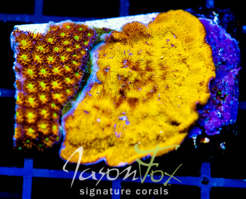 JF SPITFIRE LEPTASTREA COMBO