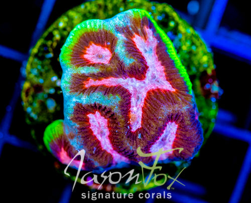 JF GROOVY GONIASTREA