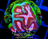 JF GROOVY GONIASTREA