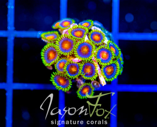 JF DRAGON EYES ZOAS