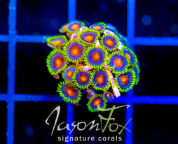 JF DRAGON EYES ZOAS