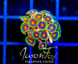 JF DRAGON EYES ZOAS