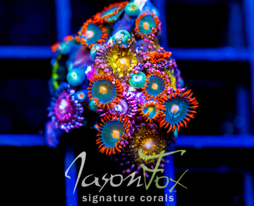 JF GATORAIDES ZOAS COMBO