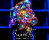 JF GATORAIDES ZOAS COMBO