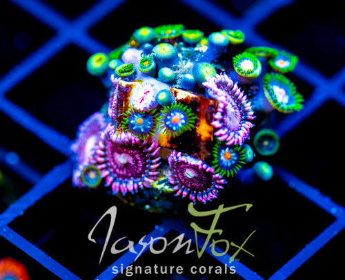 JF STARGAZERS ZOAS COMBO
