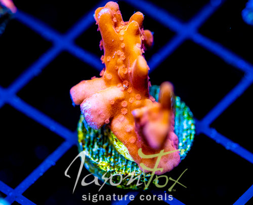 JF BLACK LIGHT SETOSA
