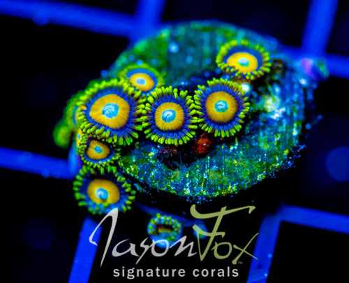 JF AUSSIE SCAMBLED EGG ZOAS