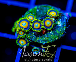 JF AUSSIE SCAMBLED EGG ZOAS