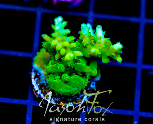 JF GREEN DRAGON ACRO