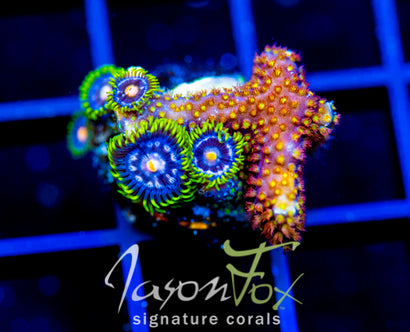 ASS MONKEYS ZOAS COMBO