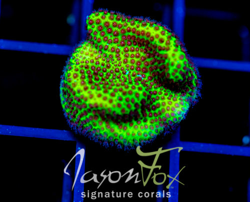 JF SPECIAL PORITES