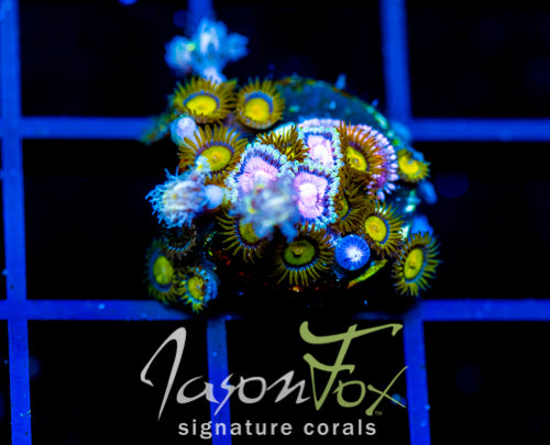 JF ZOA BOUQUET
