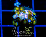 JF ZOA BOUQUET