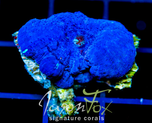 JF BLUE MUSHROOM