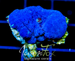 JF BLUE MUSHROOM