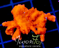 JF RED HOT SETOSA