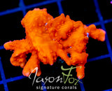 JF RED HOT SETOSA