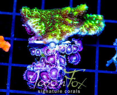 ORA SPONGODES COMBO XL FRAG
