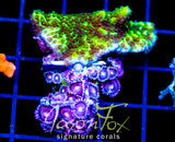 ORA SPONGODES COMBO XL FRAG