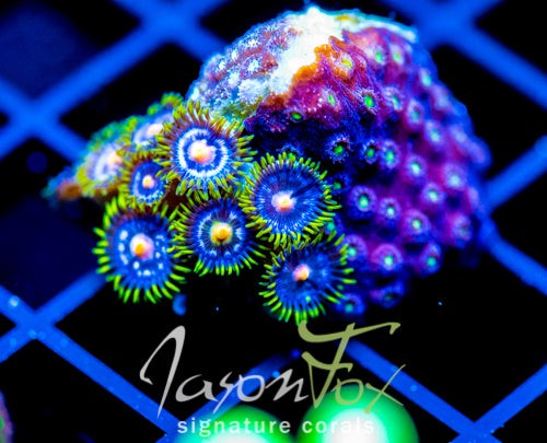 ASS MONKEYS ZOAS COMBO