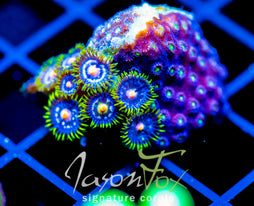 ASS MONKEYS ZOAS COMBO