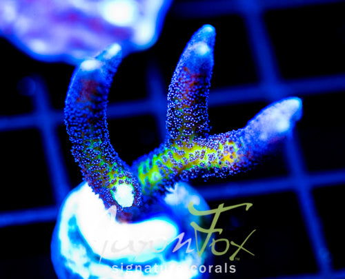 ORA BIRDS OF PARADISE BN