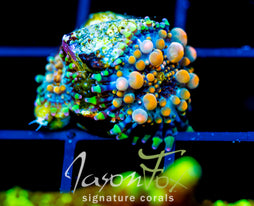 JF LAVA DOME MUSHROOM