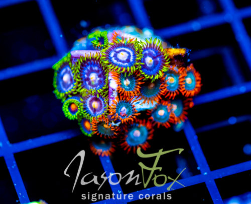 JF GATORAIDES ZOAS COMBO