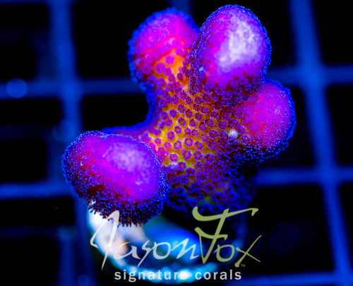 LIA ORCHID STYLO