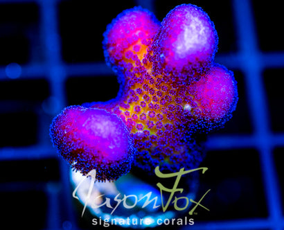 LIA ORCHID STYLO