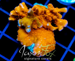JF GRAFTED SETOSA XL FRAG