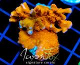 JF GRAFTED SETOSA XL FRAG