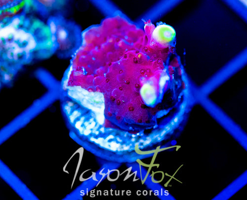 JF FOX FLAME ACRO