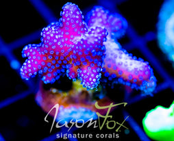 JF RAINBOW STYLO COMBO