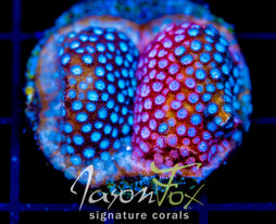 JF FENDER BENDER CYPHASTREA XL FRAG